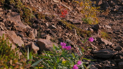 tundra autumn-1