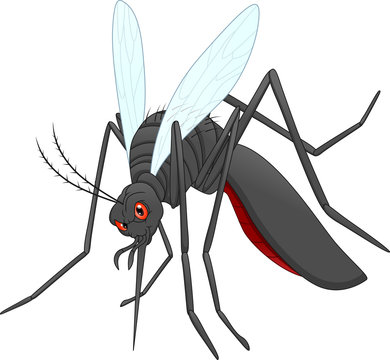 mosquito cartoon