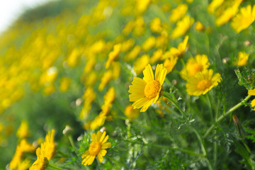 Spring background with beautiful yellow flowers
