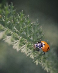 Ladybug