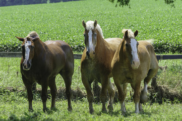 Belgian Draft Horses