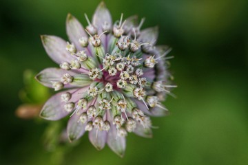 Flower symmetry