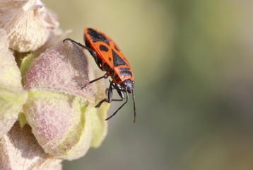 Fire bug