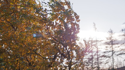 tundra autumn-1