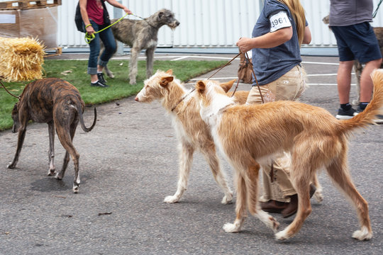 Let Out Place For Dogs At The World Dog Show In Amsterdam