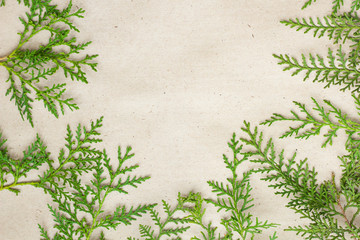 Green thuja tree branches frame on beige rustic background.