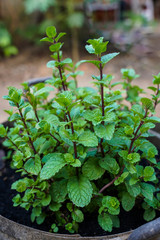 Fresh Green Peppermint Plant Grown in Vegetable Garden. Aromatic Leafs. Used For Flavor Food.