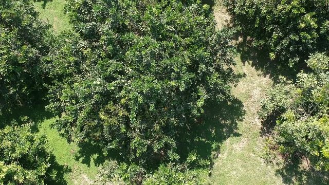 Full HD footage aerial view zoom out of orchard in countryside of Thailand. Drone flight. 