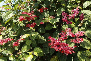 Obraz premium red flowers in the garden