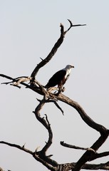 Seeadler
