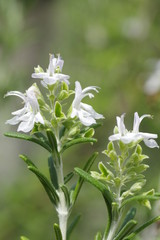 flowers of rosemary