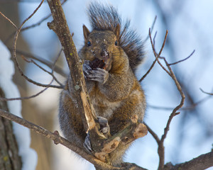 Gray squirrel in a tree near Minnesota River