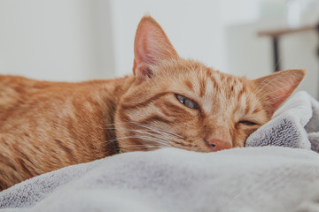 Chat roux collier vert
