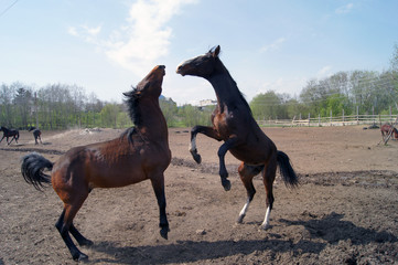 horses playing