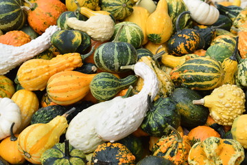 Pumpkin Mix 5