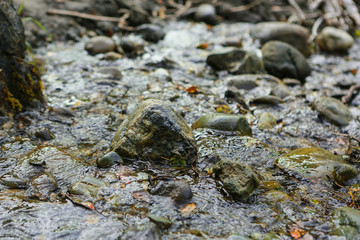 River with stones by day, nature summer