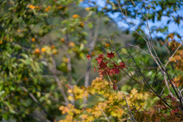 京都嵐山　秋の始まり　色付く葉