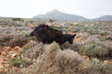 Mountain Goat
