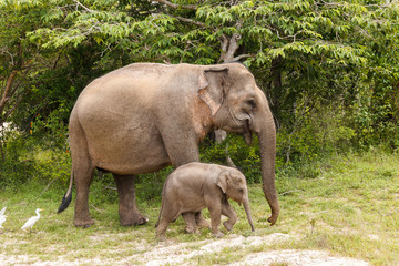 Fototapeta premium Elephant cow walking with baby elephant in Yala National Park
