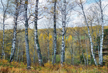 Beautiful autumn landscape with a lot of birch trunks on background of remote yellow forest