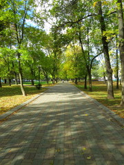 Pathway in the colorful autumn forest