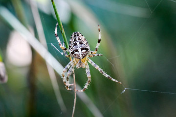 Gartenkreuzspinne, Kreuzspinne, Spinne im Netz