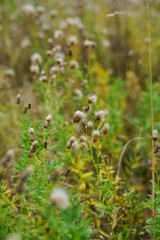 Autumn background: dry grass spikelets