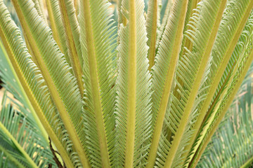 Obraz na płótnie Canvas Green fern Garden Shrubs fern. Background texture