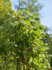 Gousses d'haricots à rames de variété traditionelle (Phaseolus vulgaris)