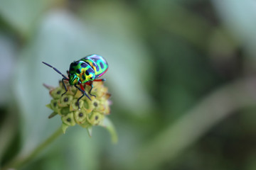 Beautiful emerald green insect on a flower in the garden.