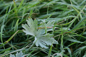 Hoarfrost on a leaf