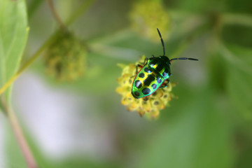 Beautiful emerald green beetle on a flower in the garden.