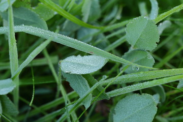 Hoarfrost on a leaf