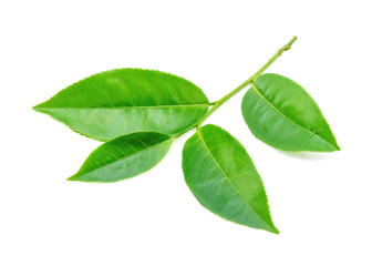 Green tea leaf on white background