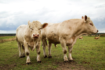 Rind, Rinder, Kuh, Kühe auf der Weide, Koppel 
