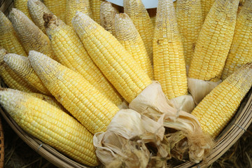 Corn is drying in the basket.