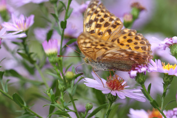 Beautiful multi-colored butterfly,    drinking nectar from the purple of autumn asters..