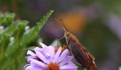 Butterfly sitting on purple asters sideways to camera. Beautiful butterfly...