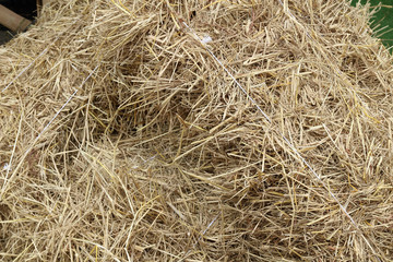 dry straw texture background, vintage style for design.