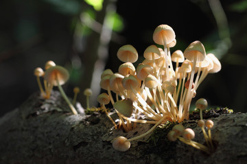 Under the sunlight, mushrooms can not survive. They do not need light ... but it exists ....