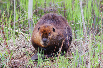surprised beaver