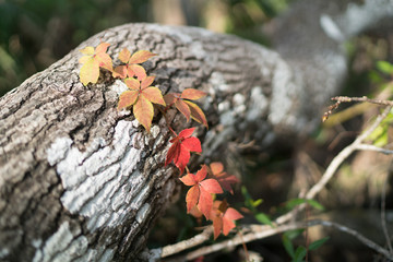 Ocala National Forest, Everglades, Florida USA