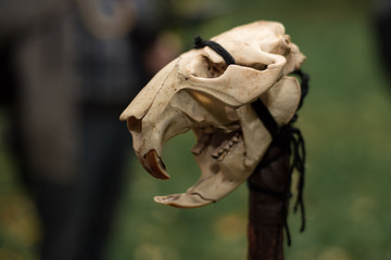 animal skull strung on a pole