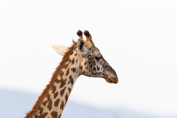 Obraz premium Giraffes profile