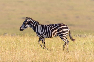 Fototapeta na wymiar Zebra running on the savannah