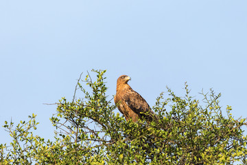 Tawny eagle sitting in a tree
