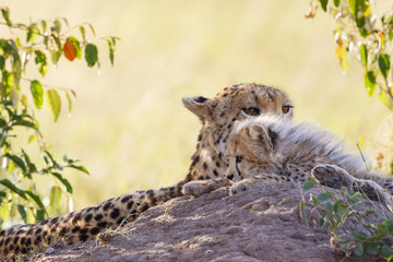 Cheetah with a young cub enjoying the shadow
