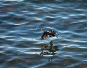Bird in Flight