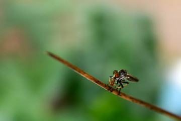 A large insect eating small insects in the garden.
