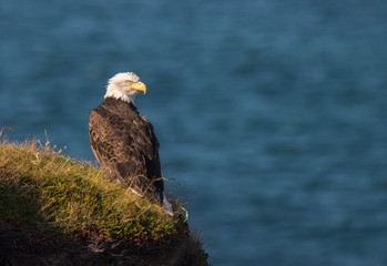 Majestic Bald Eagle